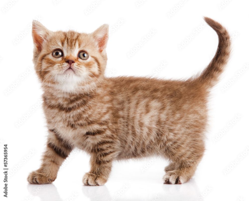 kitten on a white background