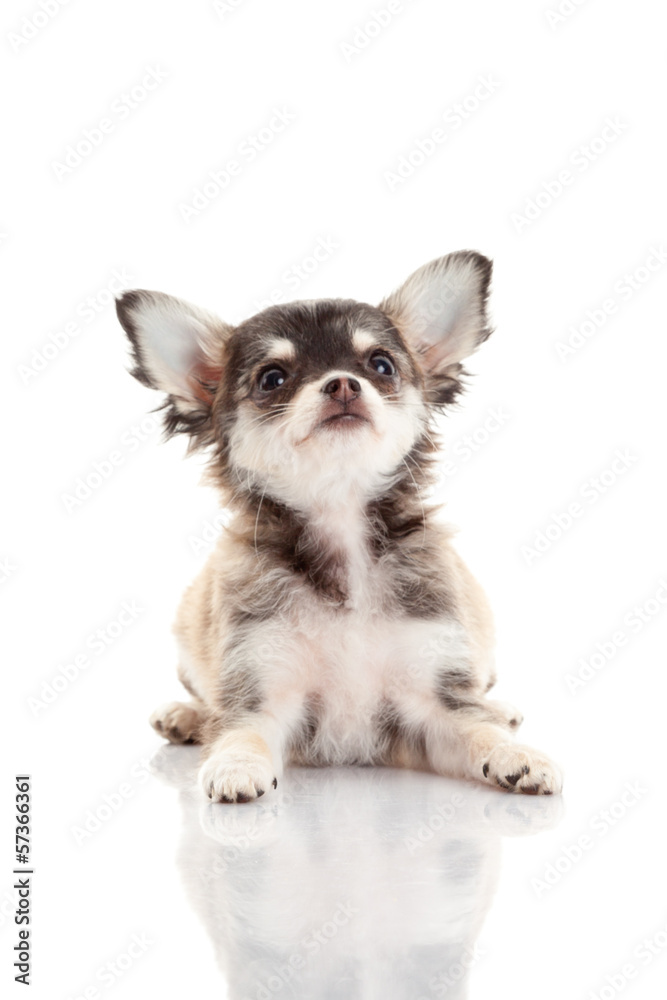 Chihuahua puppy. Cute Chihuahua dog on a white background.