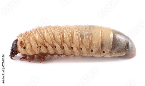 Rhinoceros beetle (Xylotrupes gideon), larva on white background