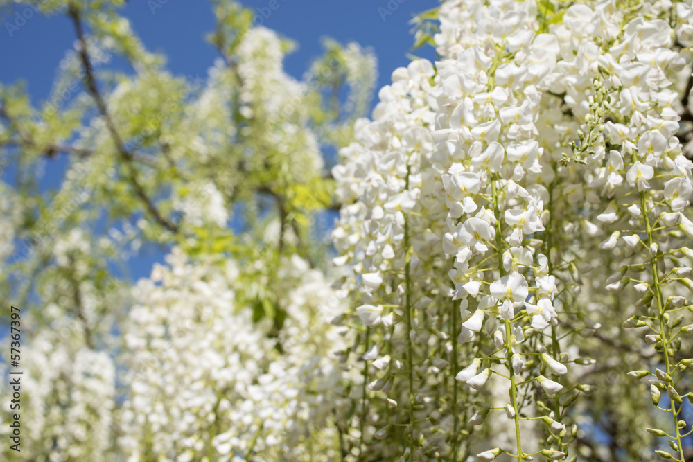 白い藤の花 白い藤の花