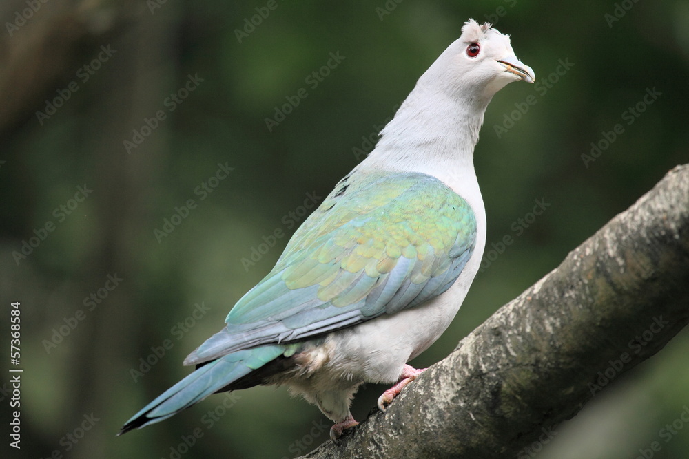 Green Imperial Pigeon, in the aviary of Hong Kong Park Green Imperial Pigeon, in the aviary of Hong Kong Park
