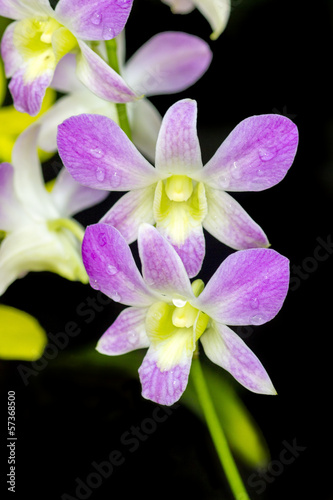 Orchid purple color Thai species