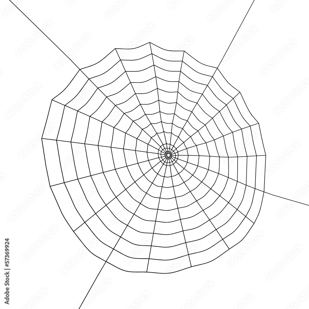 Obraz premium spider web