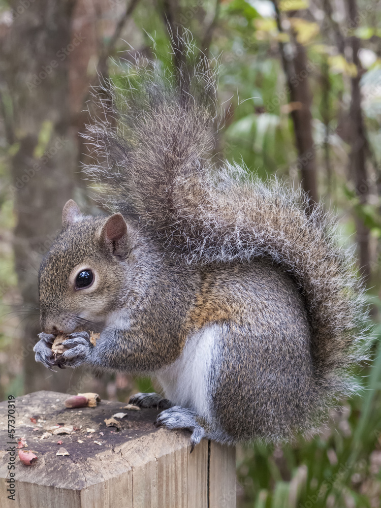 Gray Squirrel Eating a Peanut Gray Squirrel Eating a Peanut
