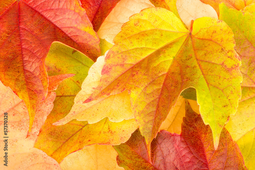 Herbstblätter Herbstblätter