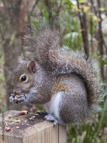 Gray Squirrel Eating a Peanut