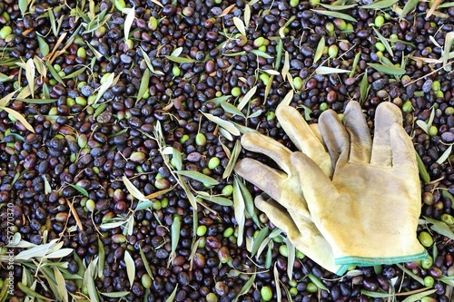 Olive harvesting photo