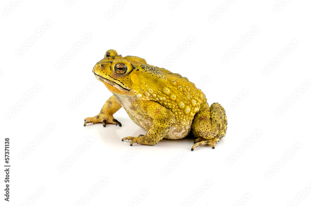Fototapeta premium Toad