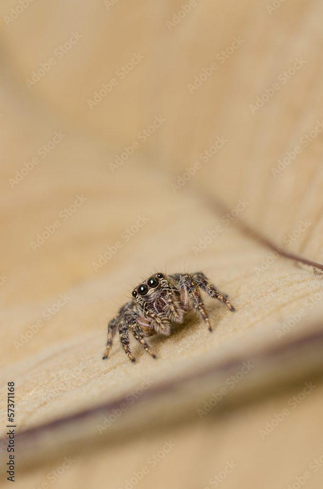 Obraz premium Jumping Spider