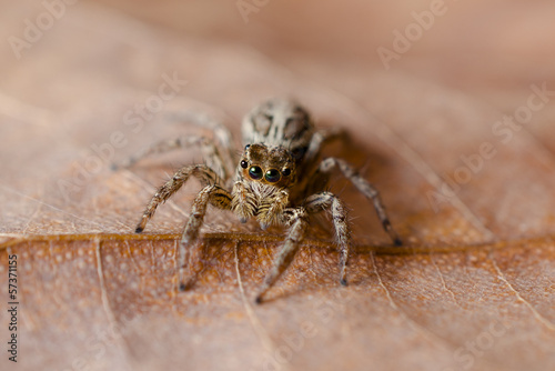 Jumping spider © piyathep