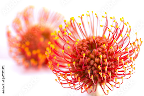 Fototapeta Naklejka Na Ścianę i Meble -  Vivid flower of leucospermum