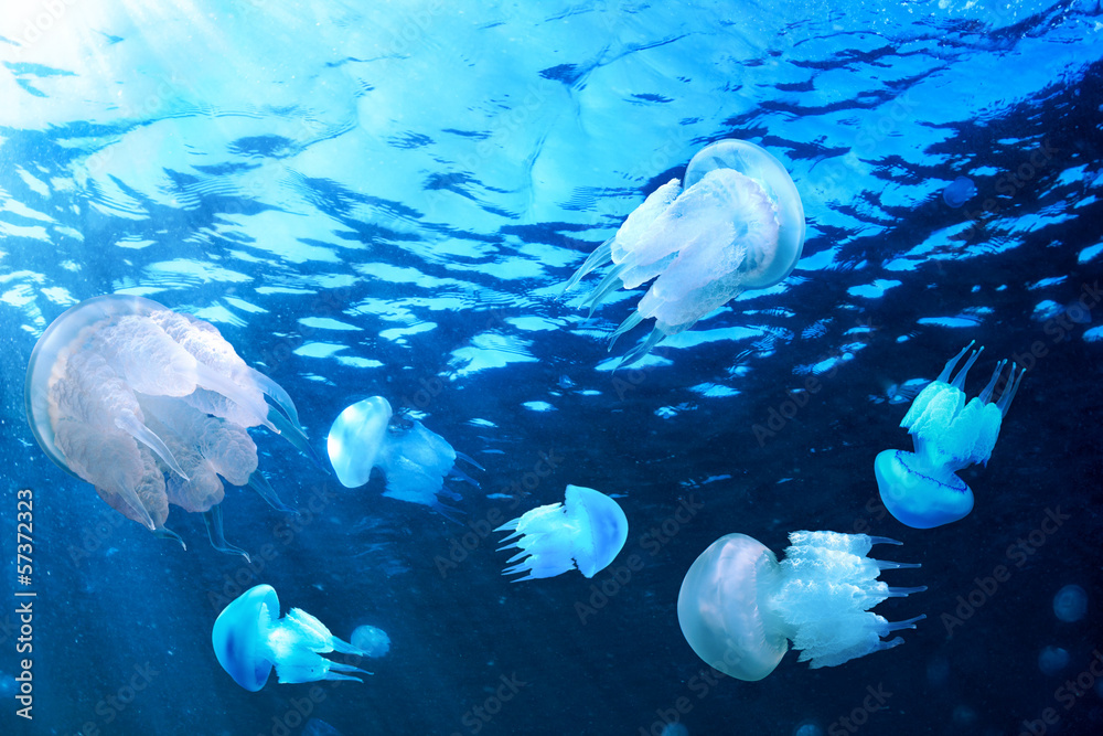 Fototapeta premium Jellyfishes floating in blue water, Black Sea