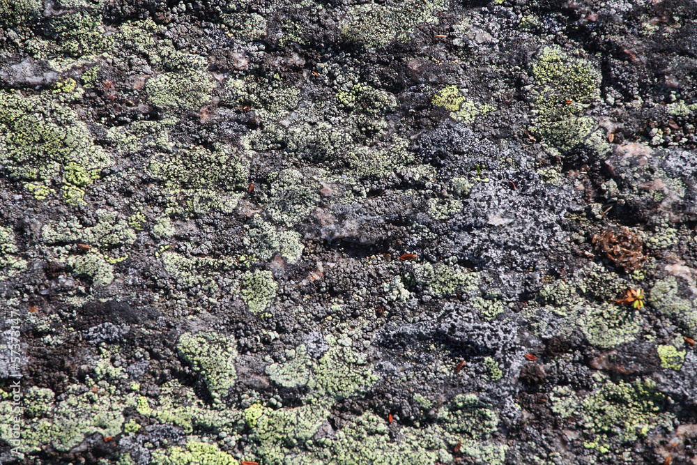 Background with the image of lichen
