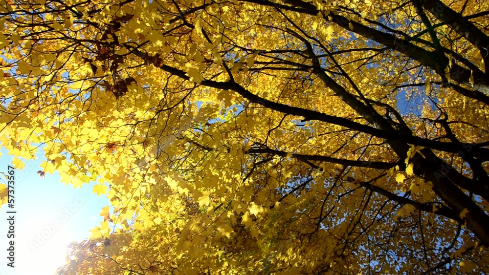 Herbstbäume Herbstbäume