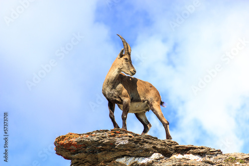 Stambecco in montagna su roccia