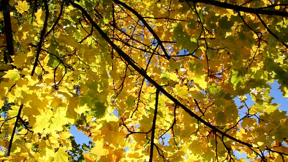 Herbstbäume Herbstbäume