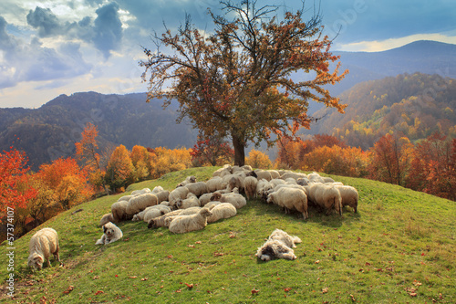 lambs in the autumn in the mountains