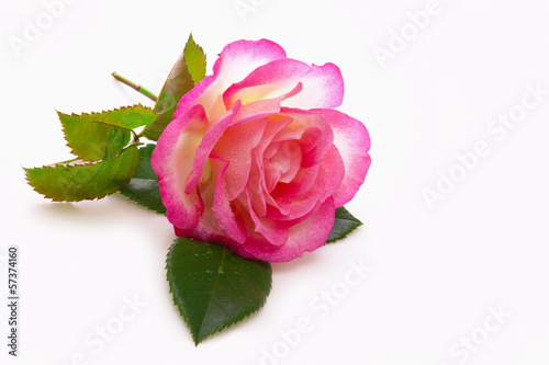 Pink rose isolated on white background. 