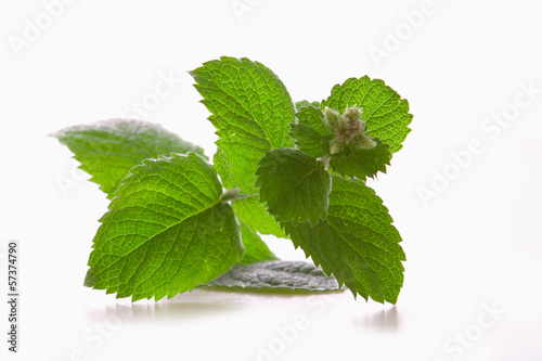 Fresh peppermint plant on white background. 