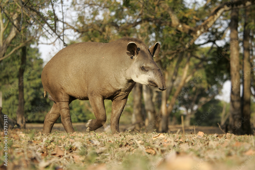 Brazilian tapir, Tapirus terrestris, Brazilian tapir, Tapirus terrestris,