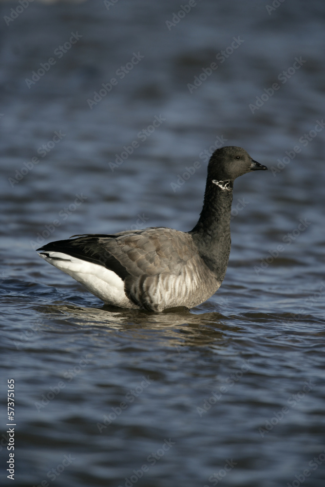 Brent goose, dark-bellied, Branta bernicla Brent goose, dark-bellied, Branta bernicla
