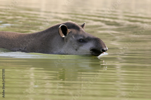 Brazilian tapir, Tapirus terrestris,