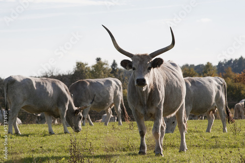 Fototapeta Naklejka Na Ścianę i Meble -  Hungarian gray cattle