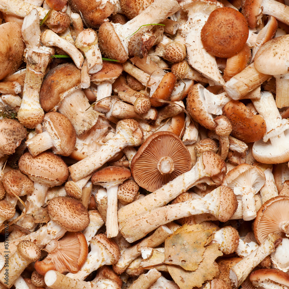 Mushrooms honey (Armillaria mellea) background Mushrooms honey (Armillaria mellea) background