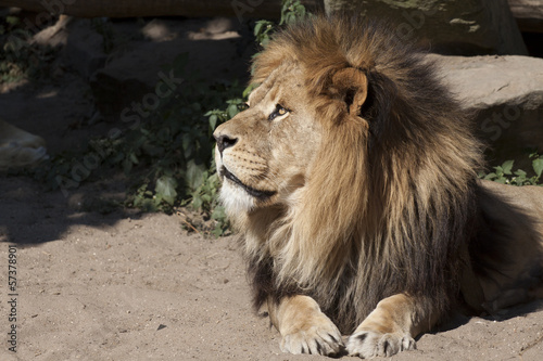 Lions portrait