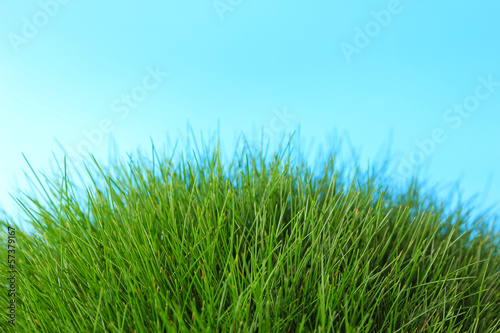 Fototapeta Naklejka Na Ścianę i Meble -  Beautiful green grass on blue background