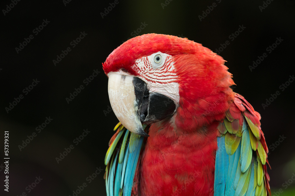 Fototapeta premium parrot bird