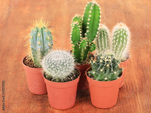 Collection of cactuses on wooden background