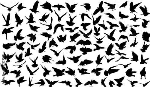 Photo Set of 100 silhouettes of birds