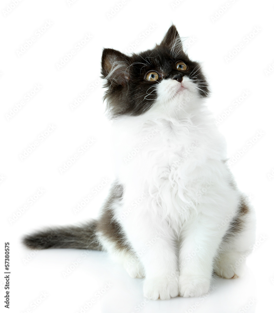 Little cute kitten, isolated on white