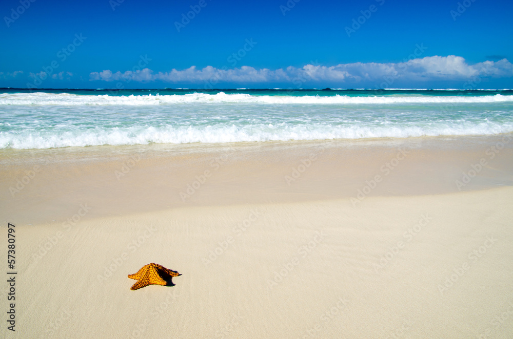 Obraz premium starfish over beach