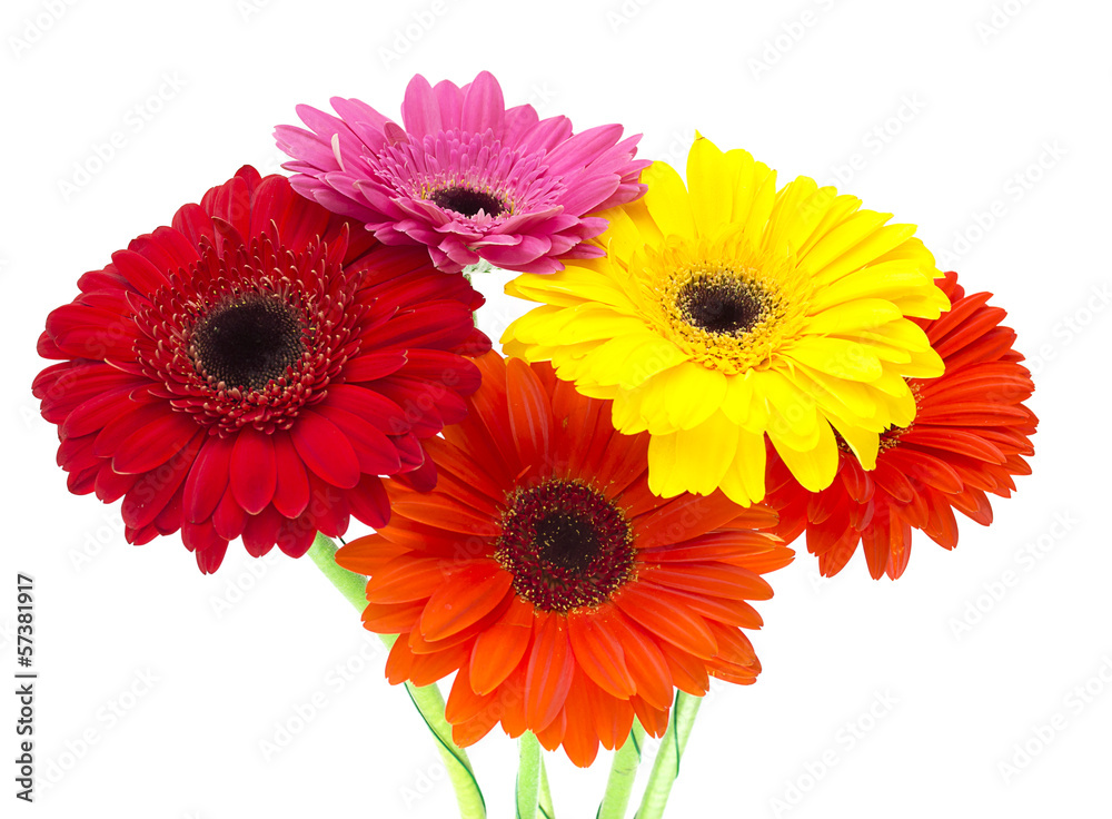 Gerbera flower isolated on white background Gerbera flower isolated on white background
