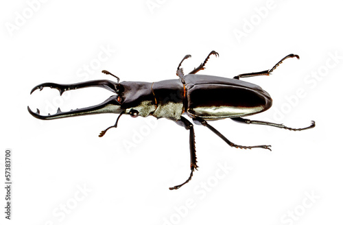 Dynastinae male (Adult Elephant Beetle) © puthuchon