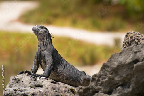 Fototapeta Naklejka Na Ścianę i Meble -  Marine iguana on Galapagos islands
