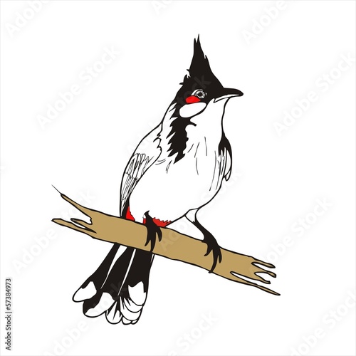 Red-whiskered bulbul bird vector