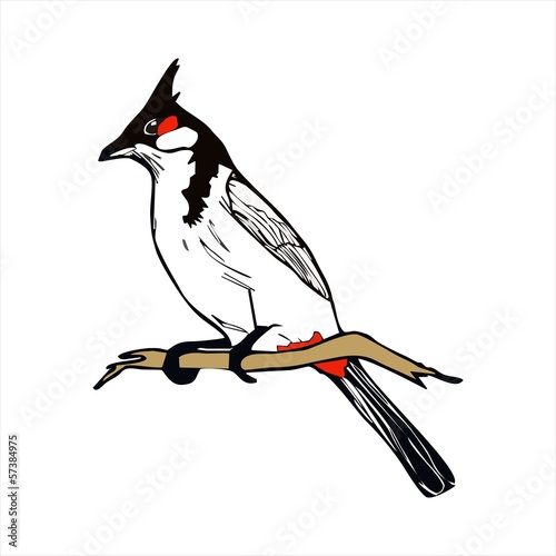 Red-whiskered bulbul bird vector