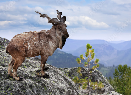 Markhor  in wildness area photo