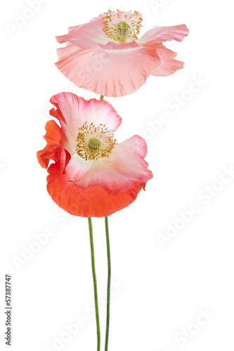 Fototapeta Naklejka Na Ścianę i Meble -  poppy