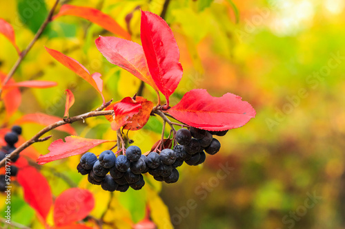 Obraz na płótnie black rowan berries with red leaves in autumn
