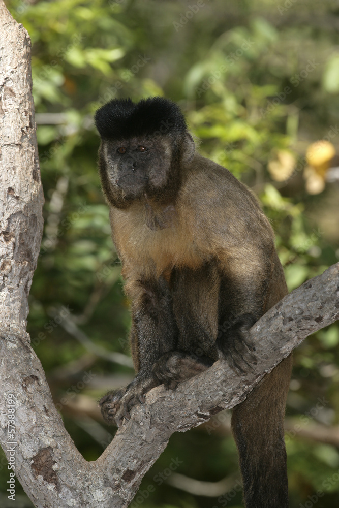 Brown, black-striped or bearded capuchin, Cebus libidinosus Brown, black-striped or bearded capuchin, Cebus libidinosus