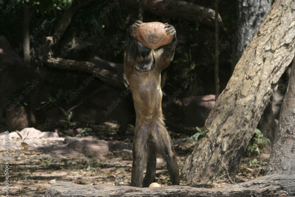 Obraz premium Brown, black-striped or bearded capuchin, Cebus libidinosus