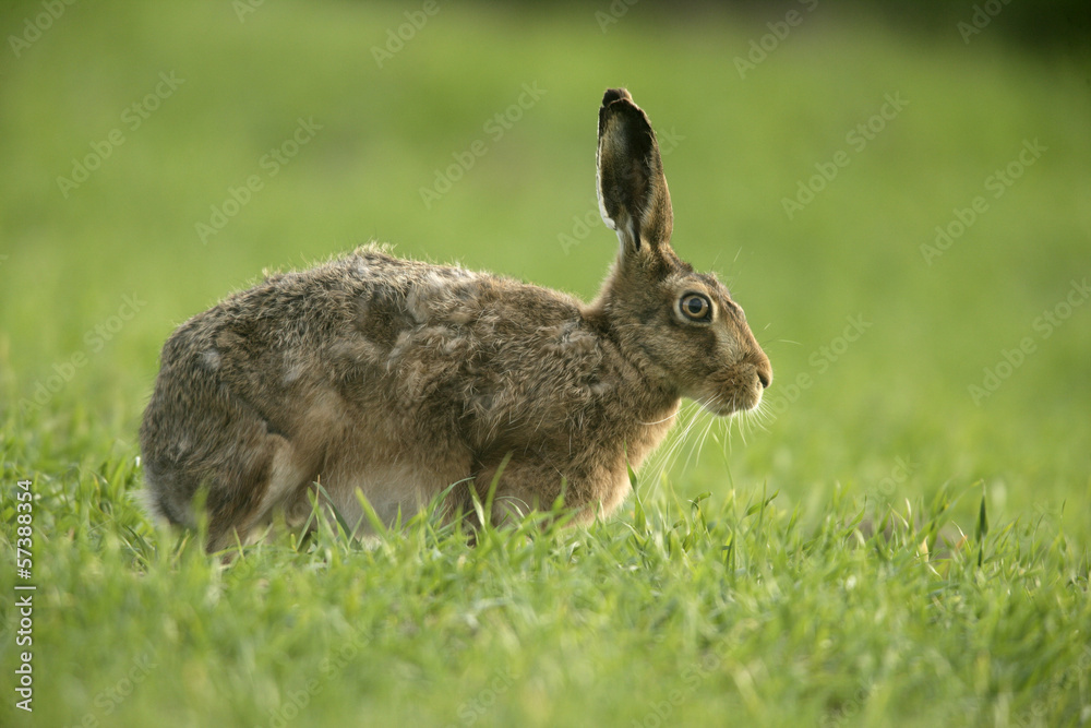 Fototapeta premium Brown hare, Lepus europaeus,