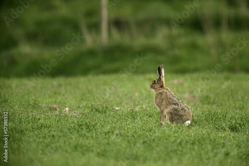 Brown hare, Lepus europaeus, © Erni