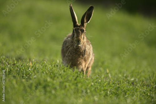 Brown hare, Lepus europaeus,