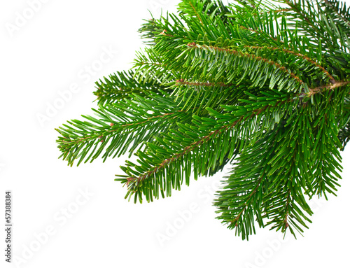 Spruce branch on a white background