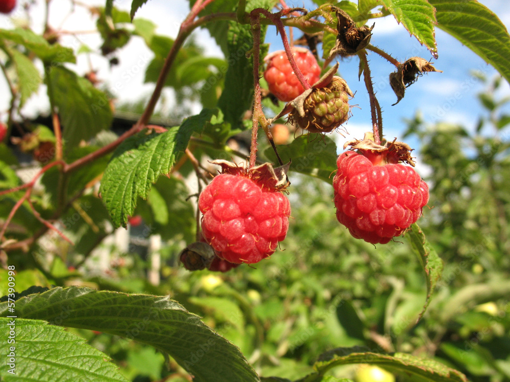 raspberries